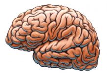 El cerebro bilingüe es más resistente al envejecimiento