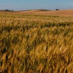 El cultivo de cereales determinó las jerarquías sociales en el Neolítico cultivos