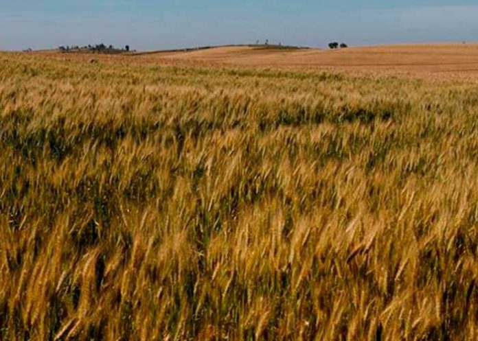 cere_97ONyve cultivos