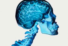 El tamaño del cerebro de los primates viene determinado por la dieta