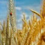 ¿Por qué los cereales son cada vez menos nutritivos?