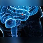 El placer y el miedo tienen un origen similar