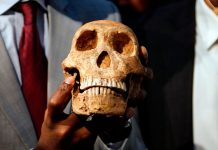 Revelan datos sobre la especie humana ancestral