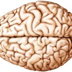 Se puede entrenar para tener una supermemoria