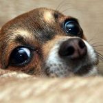 ¿Es bueno tener relaciones sexuales frente a las mascotas?