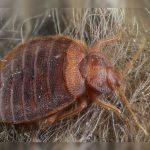 Encuentran la manera más efectiva de evitar que aparezcan chinches en tu cama