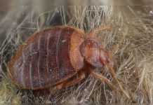 Encuentran la manera más efectiva de evitar que aparezcan chinches en tu cama
