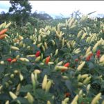 Aumenta producción de chile en el Caribe Norte de Nicaragua