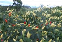 Aumenta producción de chile en el Caribe Norte de Nicaragua