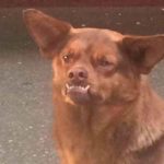 La triste historia detrás de «Chilaquil»