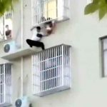 Arriesga su vida para salvar a bebé que colgaba de un sexto piso en China china, accidente, video, rescate, bebe, edificio, viral,