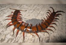 Tailandia: Captan a un ciempiés devorando a una serpiente
