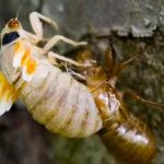 estados unidos, cigarras, alimentos,