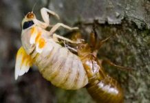 Comienzan a aparecer las cigarras y algunos recomiendan…comerlas estados unidos, cigarras, alimentos,