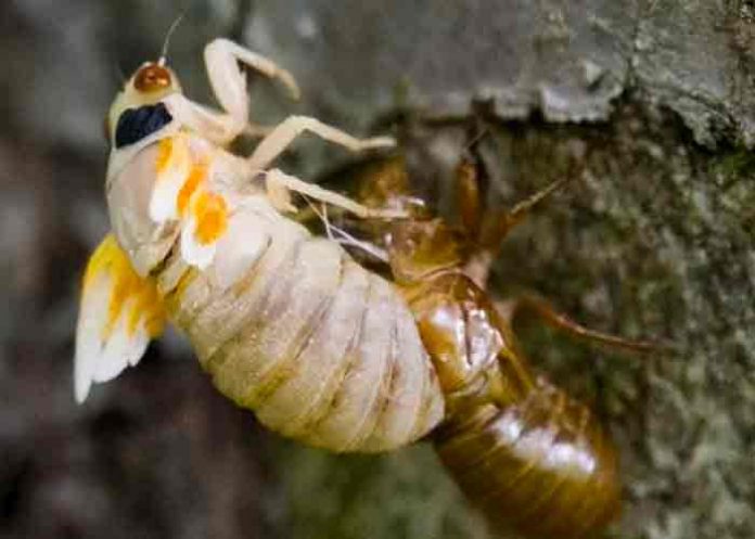 estados unidos, cigarras, alimentos,
