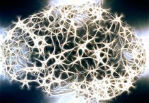 Éste es el primer mapa completo de los circuitos de un cerebro