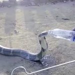 Una enorme cobra víctima de la sequía bebe mansamente de una botella con agua