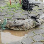 Managua: Lagarto aparece en una vivienda de Los Brasiles