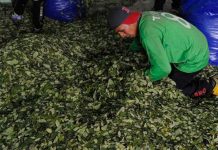 «Inmensa preocupación» en Colombia por aumento de cultivos de coca