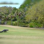 Viral: Un cocodrilo irrumpe en un campo de golf en pleno torneo en EE.UU.