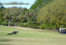 Viral: Un cocodrilo irrumpe en un campo de golf en pleno torneo en EE.UU.