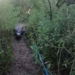 florida, caiman, ataque,