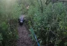 Pescador es sorprendido por gran caimán que emerge del agua y lo persigue florida, caiman, ataque,
