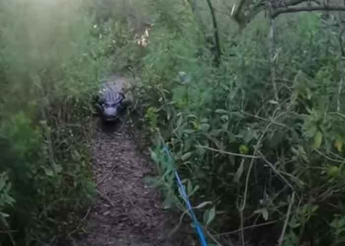 florida, caiman, ataque,