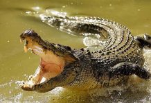 Un cocodrilo ataca a un hombre cuando orinaba en una laguna de Cancún