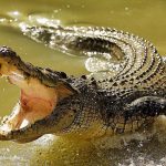 Un pastor es devorado por cocodrilos mientras intentaba caminar sobre las aguas como Jesús