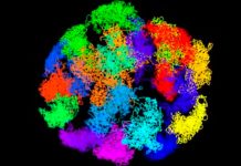Crean la primera visualización en 3D de ADN activo