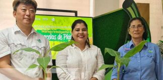 nicaragua, taiwan, concurso, platano, inta,