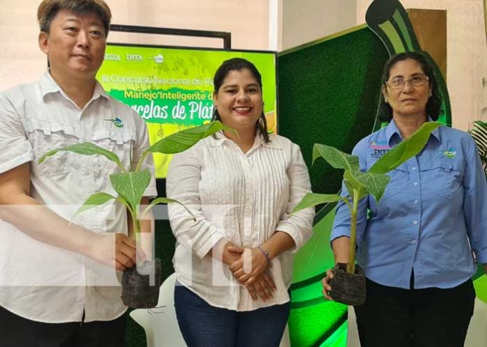 nicaragua, taiwan, concurso, platano, inta,