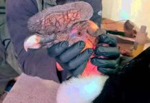 Rescatan a un cóndor con perdigones en el cuerpo en Ecuador ecuador, condor, animales, medioambiente,