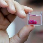 Primer mini corazón humano creado en laboratorio y usando células madre ciencia, mini corazon, celulas, enfermedades,