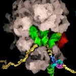 ciencia, coronavirus, salud, suiza,