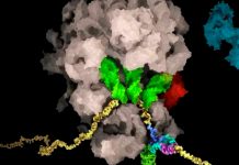 Científicos encuentran el punto débil del coronavirus ciencia, coronavirus, salud, suiza,