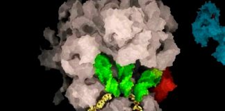 ciencia, coronavirus, salud, suiza,