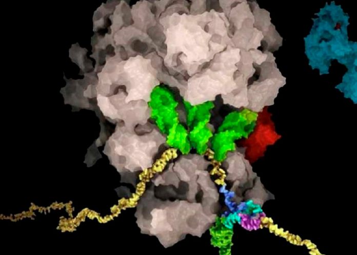 ciencia, coronavirus, salud, suiza,