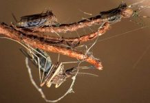 ¿Qué es la super malaria? ¿Debería de preocuparnos?
