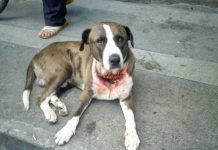 Costa Rica aprueba ley que castiga con cárcel maltrato de animales domésticos