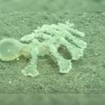 Descubren misteriosa criatura de 13 patas y cabeza transparente