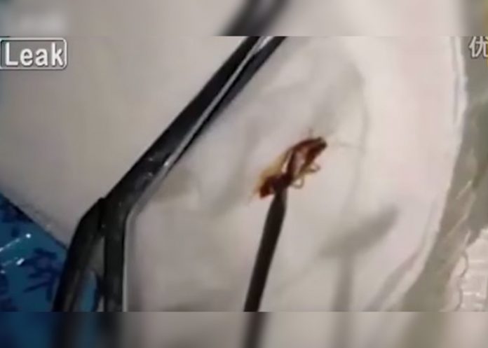 cucaracha-portada