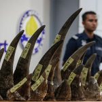 Incautan 18 cuernos de rinoceronte africano en Malasia