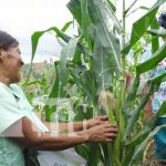 nicaragua, cultivo, produccion, agricultura,
