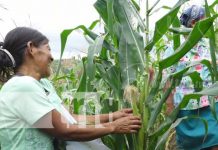 Nicaragua lanza Plan Nacional de Producción 2021-2022 nicaragua, cultivo, produccion, agricultura,