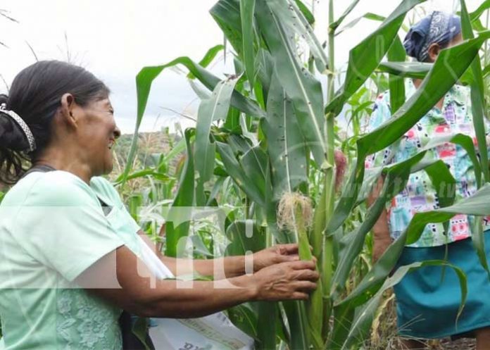 nicaragua, cultivo, produccion, agricultura,