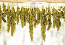 Aumentan cultivos ilegales de marihuana en California