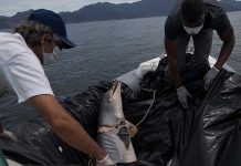 Casi 200 delfines muertos por un virus en Brasil