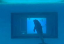 A los delfines les gustan las apps e interactúan con ellas